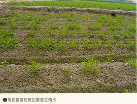 馬鈴薯青枯病田間發生情形