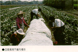 田間應用不織布情形