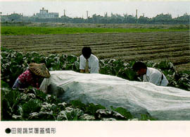 田間蔬菜覆蓋情形