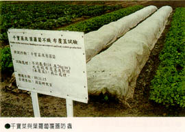 千寶菜與葉蘿蔔覆蓋防蟲
