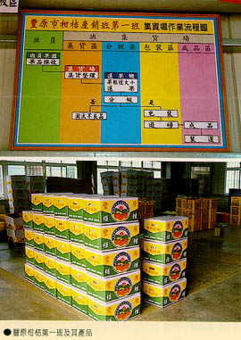 豐原柑桔第一班及其產品