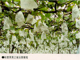 結實累累之高品質葡萄