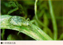 水象鼻蟲成蟲取食水稻葉片後的食痕