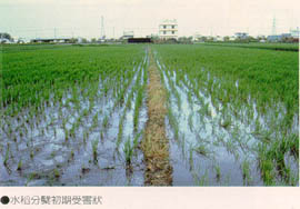 水稻分蘗初期受害狀