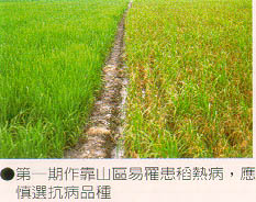 第一期作靠山區易罹患稻熱病，應慎選抗病品種