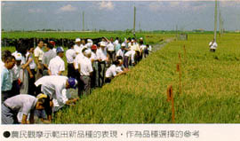 農民觀摩示範田新品種的表現，作為品種選擇的參考