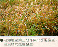 沿海地區第二期作東北季風強盛，白葉枯病較易發生