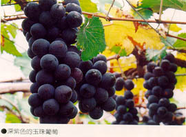 深紫色的玉珠葡萄