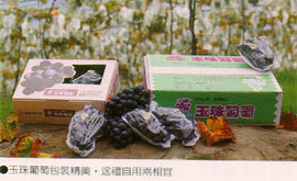 玉珠葡萄包裝精美，送禮自用兩相宜