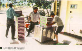 玉珠葡萄集貨情形