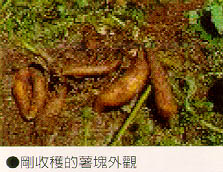 剛收穫的薯塊外觀