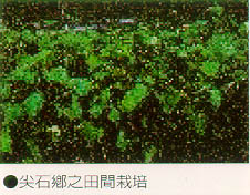 尖石鄉之田間栽培