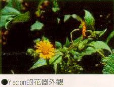 Yacon的花器外觀
