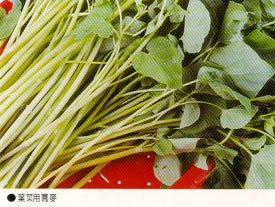 葉菜用蕎麥