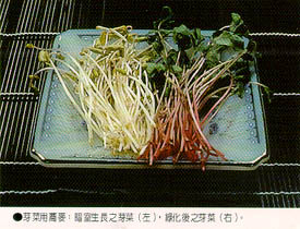 芽菜用蕎麥：暗室生長之芽菜(左)，綠化後之芽菜(右)