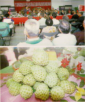上：發表會場參與人員十分踴躍，下：竹塘鄉所產之鳳梨釋迦