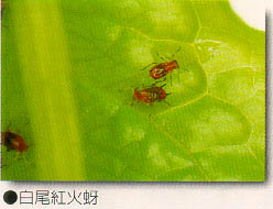 白尾紅火蚜