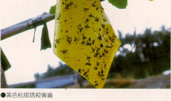 黃色粘板誘殺害蟲