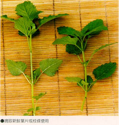 摘取新鮮葉片或枝條使用
