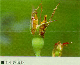 中印玫瑰蚜