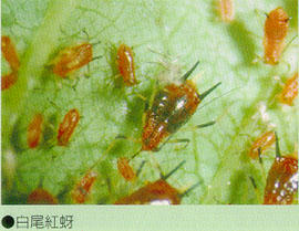 白尾紅蚜