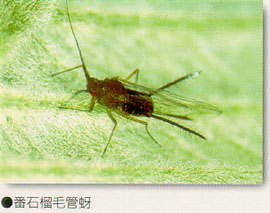 番石榴毛管蚜