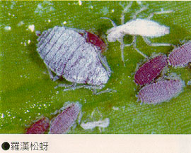 羅漢松蚜