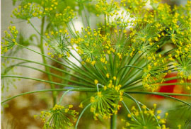蒔蘿Dill