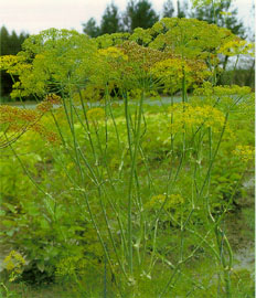 蒔蘿植株