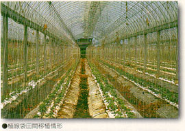 植線袋田間移植情形