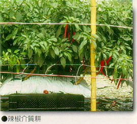 辣椒介質耕