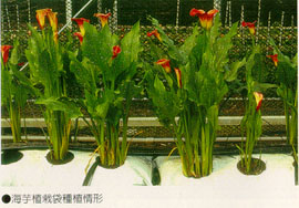 海芋植栽袋種植情形