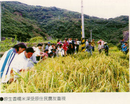 原生香糯米深受原住民農友重視