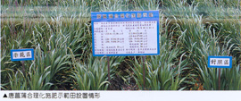 唐菖蒲合理化施肥示範田設置情形