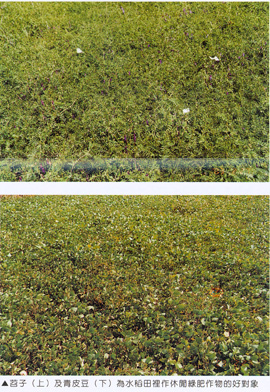 苕子(上)及青皮豆(下)為水稻田裡作休閒綠肥作物的好對象