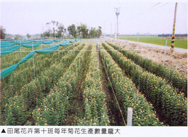 田尾花卉第十班每年菊花生產數量龐大