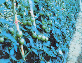 番茄台中亞蔬10號