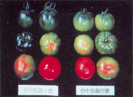 台中亞蔬十號與台中亞蔬四號之比較