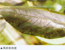 角斑病病徵