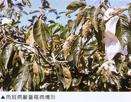 角斑病嚴重罹病情形