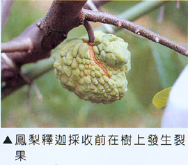鳳梨釋迦採收前在樹上發生裂果