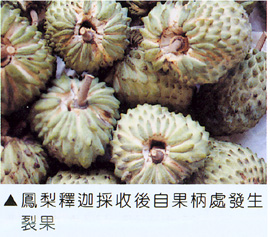 鳳梨釋迦採收後自果柄處發生裂果