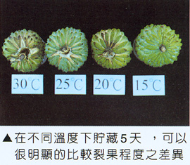 在不同溫度下貯藏5天，可以很明顯的比較裂果之程度