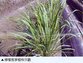 檸檬香茅植株外觀 
