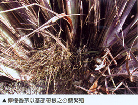 檸檬香茅以基部帶根之分蘗繁殖