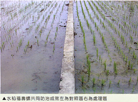 水稻福壽螺共同防治成效左為對照區右為處理區