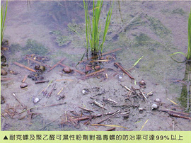 耐克螺及聚乙醛可濕性粉劑對福壽螺的防治率可達99%以上