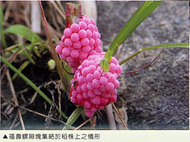 福壽螺卵塊集結於稻株上之情形