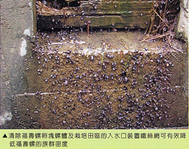 清除福壽螺卵塊體及栽培田區的入水口裝置鐵絲網可有效降低福壽螺的族群密度