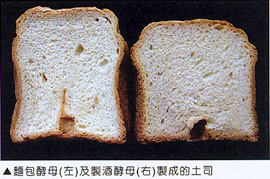 麵包酵母(左)及製酒酵母(右)製成的土司